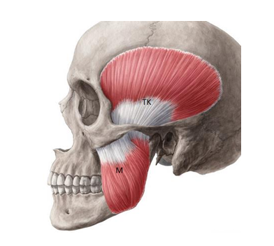 Kafatası üzerinde çiğneme kaslarını gösteren anatomik çizim: masseter (M) ve temporal kası (TK)